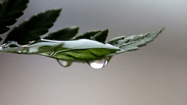 Goteo de gota de lluvia de hoja verde — Vídeos de Stock