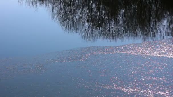Hielo en el estanque de agua — Vídeo de stock