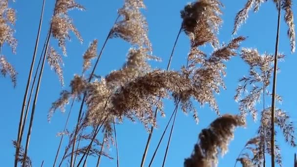 Herbe de mauvaises herbes contre le ciel bleu — Video