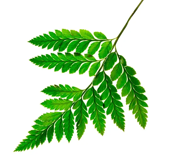 Ramo con foglie verdi su sfondo bianco — Foto Stock
