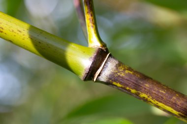 bir orman sonbahar bambu bagaja