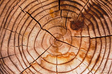 çatlak ve noktalar ile ahşap yüzey dokusu