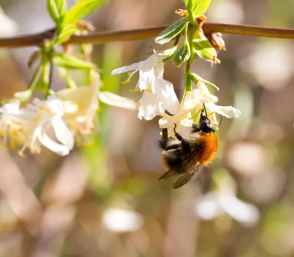 Bumble abelha em uma flor — Fotografia de Stock