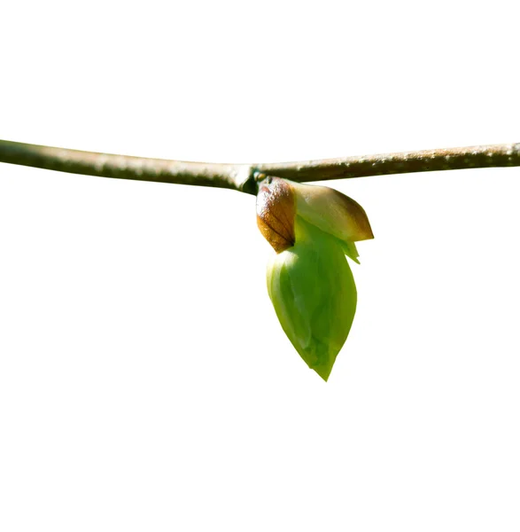 Broto de primavera no fundo branco — Fotografia de Stock