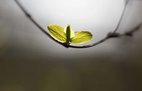 Spring fresh leaves on branch in a forest — Stock Photo, Image