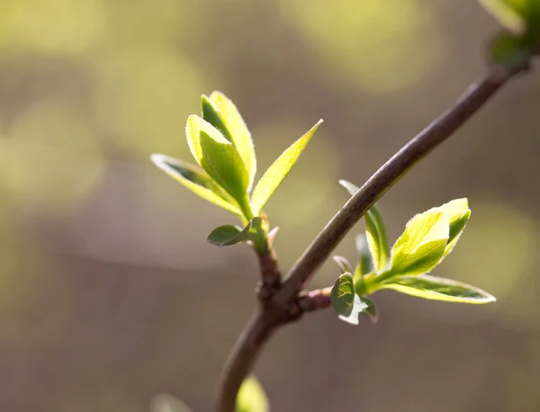 Primavera foglie fresche su un ramo in foresta — Foto Stock