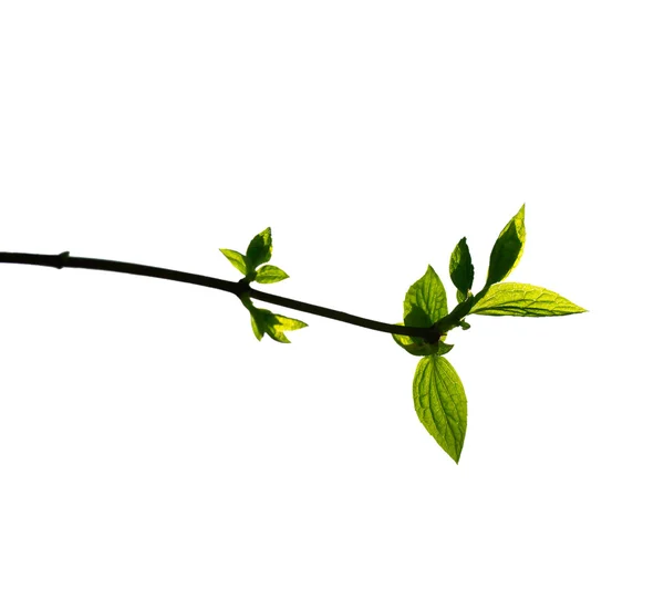 Hojas de primavera sobre fondo blanco — Foto de Stock