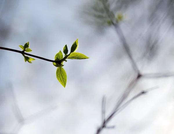 Frühlingsblätter am Ast im Wald — Stockfoto