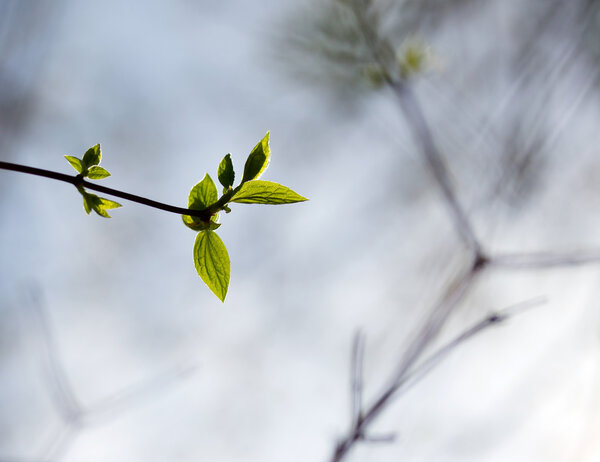 Spring leaves on branch in a forest