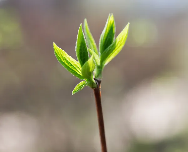 Frühlingsblätter auf einem Ast im Wald — Stockfoto