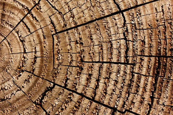 Texture della superficie in legno con crepe — Foto Stock