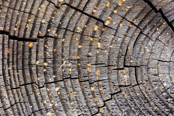 Textura de superfície de madeira com manchas e rachaduras — Fotografia de Stock