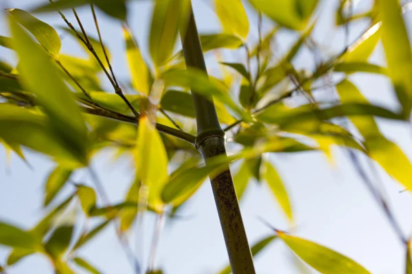 Tronco e ramos de bambu em uma floresta — Fotografia de Stock