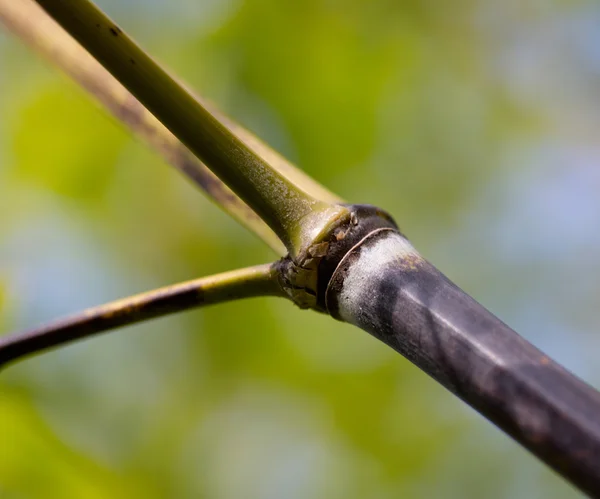 Stam och grenar av bambu i skogen — Stockfoto