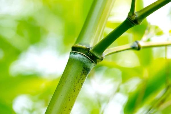 Withered bamboo branches in forest — Stock Photo, Image