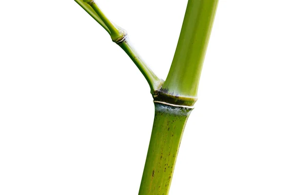 在白色背景上的枯的竹科 — 图库照片