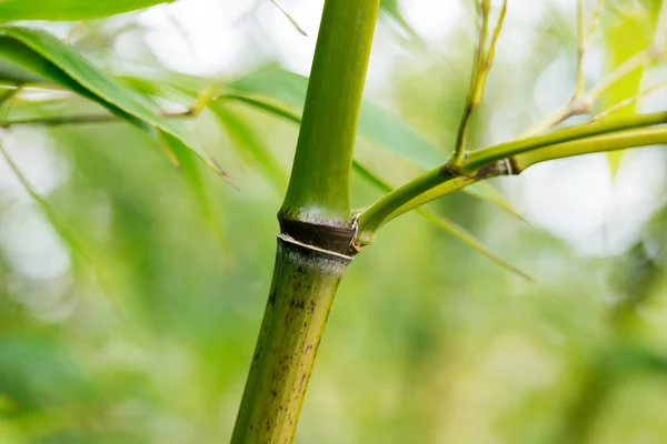 Ramo de bambu cerrado em uma floresta — Fotografia de Stock