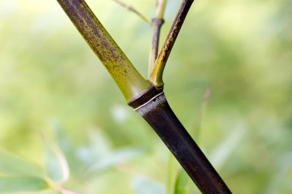 Visset gren av bambu i en skog — Stockfoto