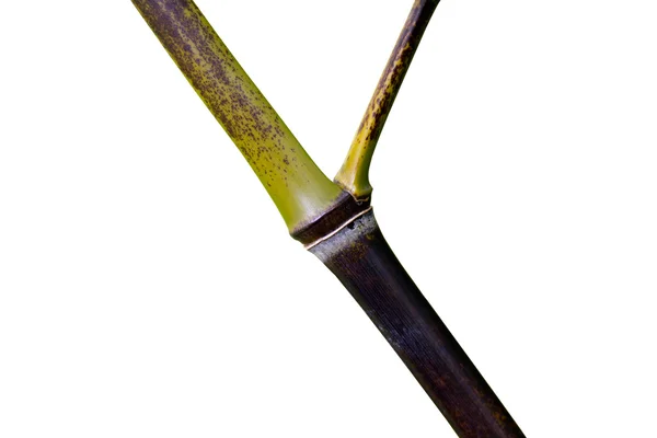 Verblühter Bambuszweig auf weißem Hintergrund — Stockfoto