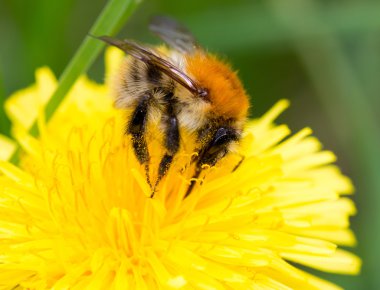 Bumblebee ormandaki bir karahindiba üzerinde