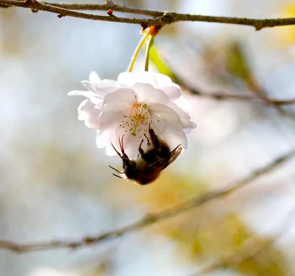 Bumblebee on spring flower cherry — Stock Photo, Image