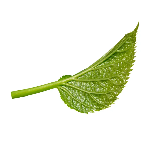 Fresh spring leaf on white background — Stock Photo, Image