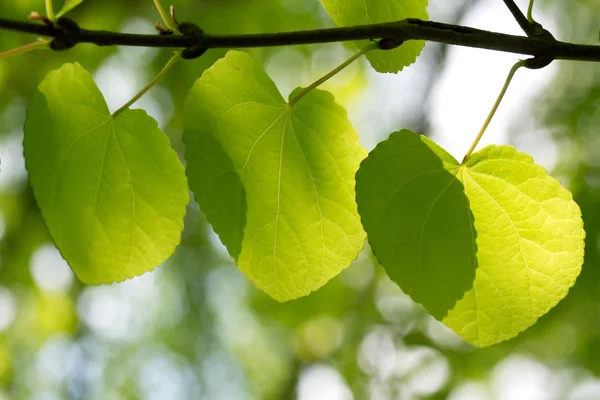 Verse groene bladeren in bos — Stockfoto