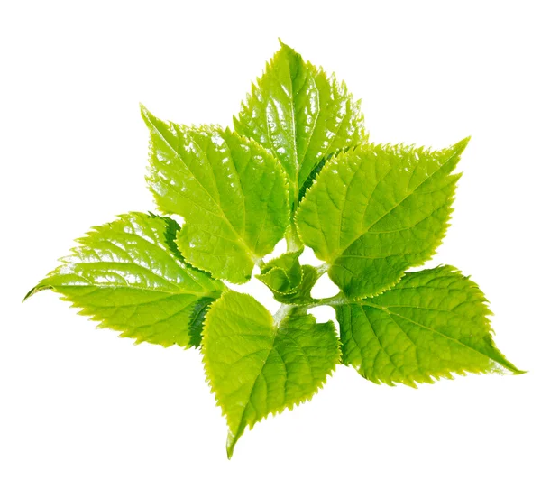 Fresh spring leaves on a white background — Stock Photo, Image