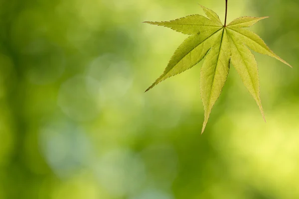 Folha de bordo verde na floresta — Fotografia de Stock