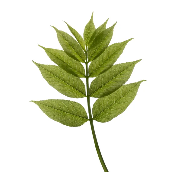 Green spring branch on white background — Stock Photo, Image