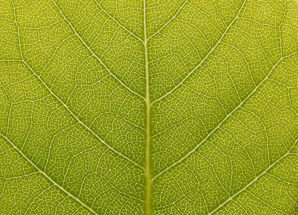 Oppervlak van het groene blad in het zonlicht — Stockfoto