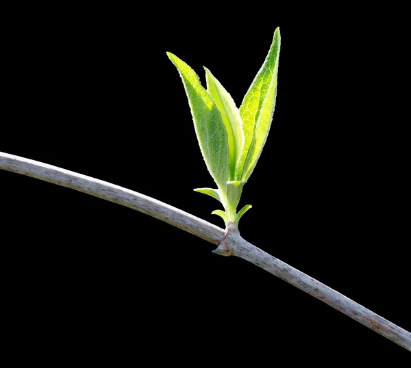 The first spring leaves on black background — Stock Photo, Image