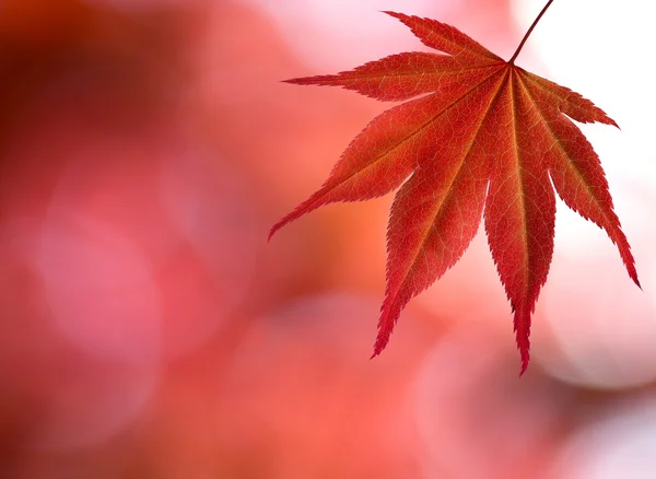 Červený javorový list v lese — Stock fotografie