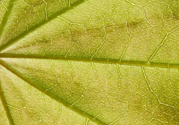 Die Oberfläche des grünen Blattes im Sonnenlicht — Stockfoto