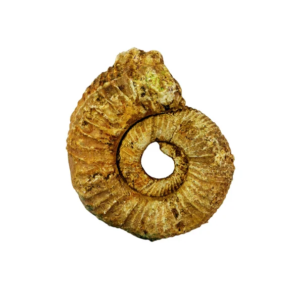 Ammoniti fossili su fondo bianco — Foto Stock