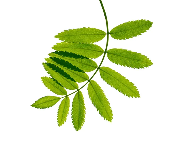 Young green branch on white background — Stock Photo, Image