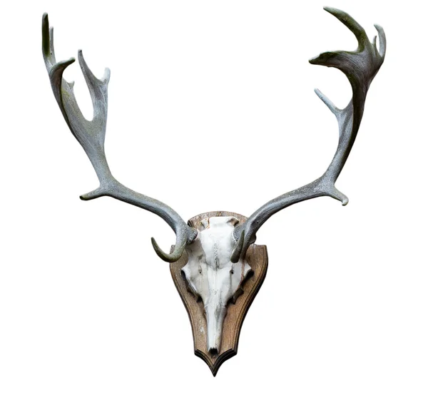 Antlers on a white background — Stock Photo, Image