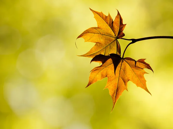 Herbst-Ahornblätter im Wald — Stockfoto