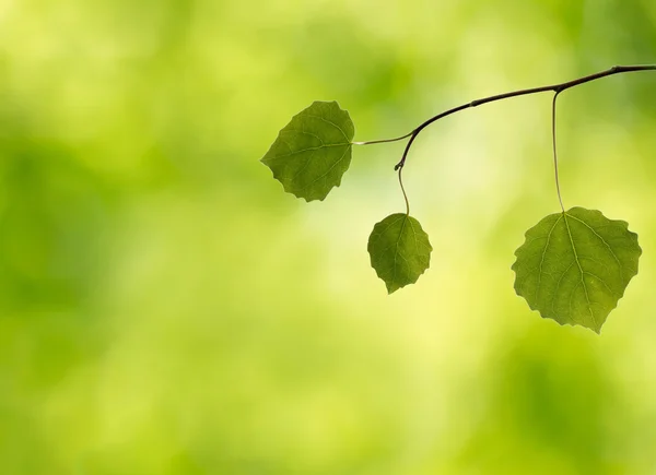 Branch with leaves in the forest — Stock Photo, Image