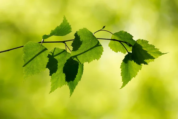 Branche de bouleau dans la forêt — Photo