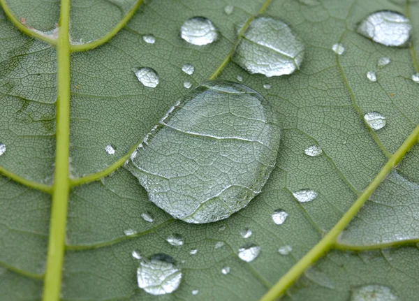 Droppar av regn på ett grönt blad — Stockfoto