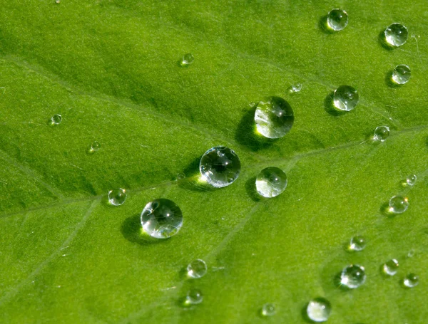 Droppar av regn på ett grönt blad i solljus — Stockfoto