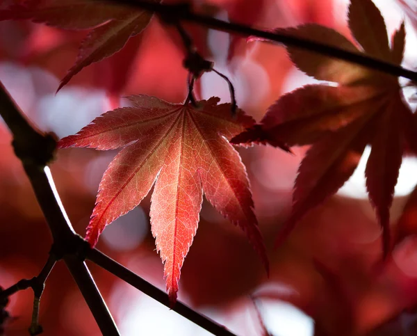 Folhas de bordo vermelho na floresta — Fotografia de Stock