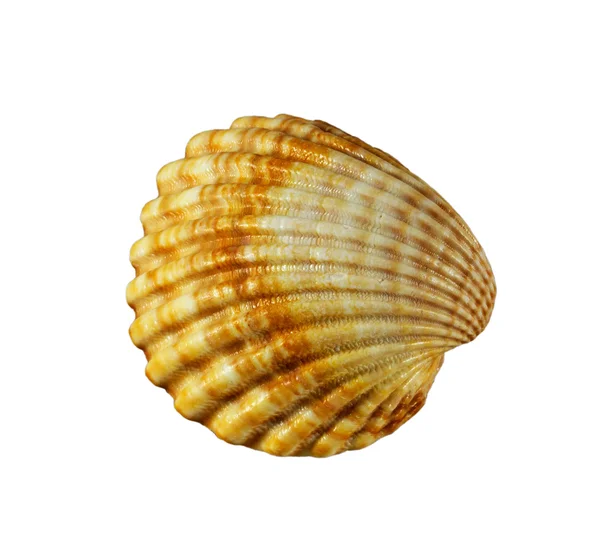在白色背景上的扇贝贝壳 — 图库照片