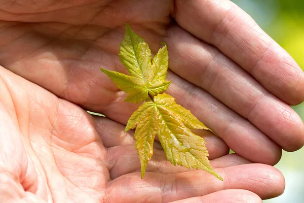 Menschliche Hände, die grüne junge Pflanze halten — Stockfoto