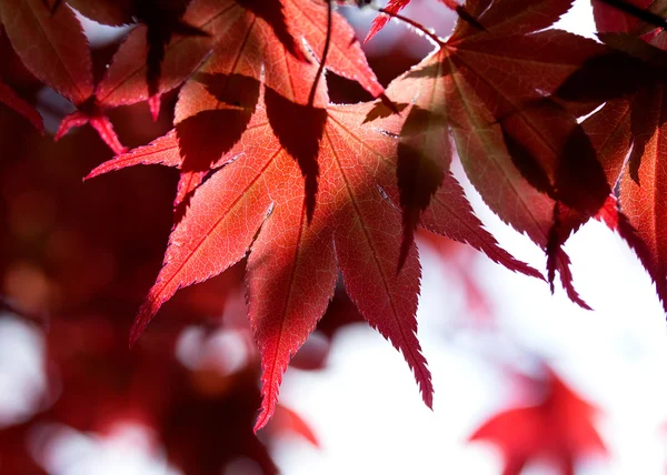Czerwony klon liści w lesie — Zdjęcie stockowe