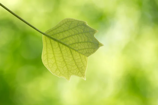 チューリップ ツリー、フォレスト内の若い葉 — ストック写真