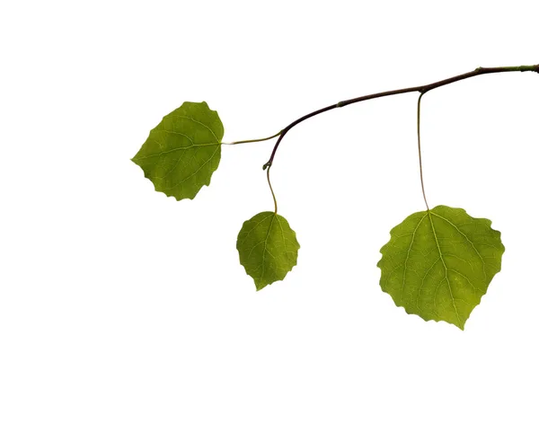 Gren med blad på vit bakgrund — Stockfoto