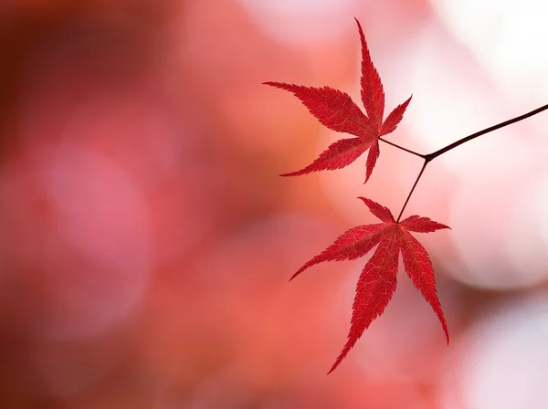 Branch with red maple leaves in the forest — Stock Photo, Image
