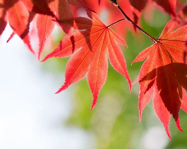 Hojas de arce rojo en el bosque —  Fotos de Stock